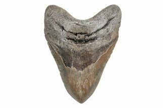 Huge, Fossil Megalodon Tooth - North Carolina #219992