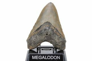 Huge, Fossil Megalodon Tooth - North Carolina #220010