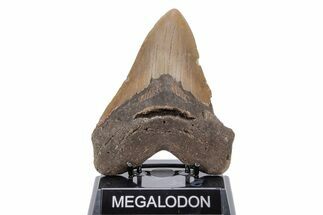 Huge, Fossil Megalodon Tooth - North Carolina #220013