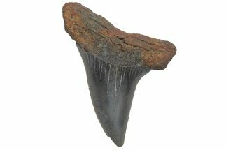 Fossil Mako Tooth - Lee Creek (Aurora), NC #220082