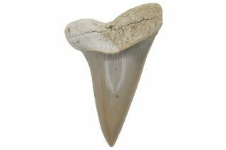 Mako & White Shark Teeth For Sale
