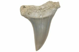 Fossil Mako Tooth - Lee Creek (Aurora), NC #220194