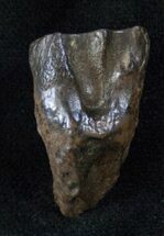 Large Triceratops Shed Tooth - Montana #13397