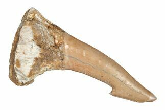 Fossil Sawfish (Onchopristis) Rostral Barb - Morocco #219878