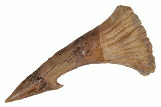 Fossil Sawfish (Onchopristis) Rostral Barb - Morocco #219892