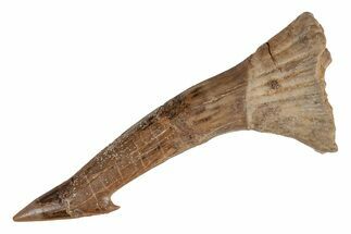 Fossil Sawfish (Onchopristis) Rostral Barb - Morocco #219895