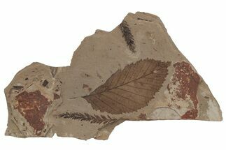 Fossil Leaves (Betula and Metasequoia) - McAbee Fossil Beds, BC #220691