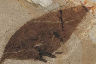 Fossil Leaf Plate (Trochodendron sp) - McAbee Fossil Beds, BC #220693