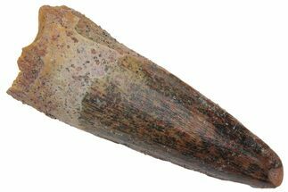Fossil Spinosaurus Tooth - Real Dinosaur Tooth #220741