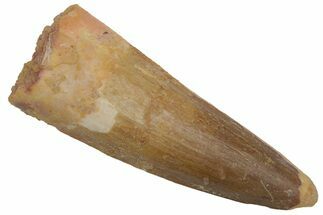 Fossil Spinosaurus Tooth - Real Dinosaur Tooth #220743