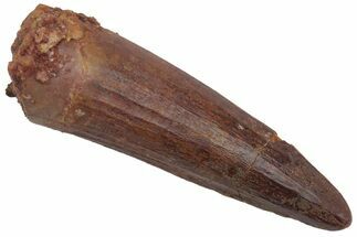 Fossil Spinosaurus Tooth - Real Dinosaur Tooth #220747