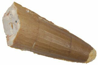 Bargain, Fossil Spinosaurus Tooth - Real Dinosaur Tooth #220756