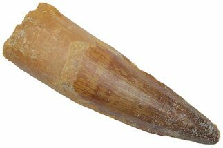 Fossil Spinosaurus Tooth - Real Dinosaur Tooth #220766