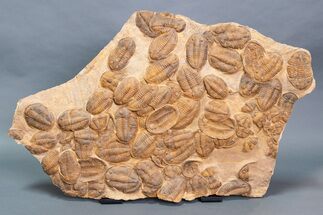 Plate Of Large Asaphid Trilobites - Spectacular Display #133243