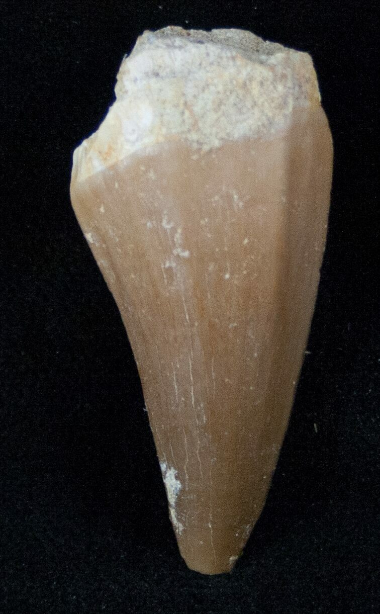 mosasaurus tooth for sale