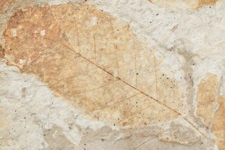 Fossil Leaf (Alnus) - McAbee Fossil Beds, BC #221130