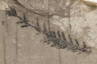 Metasequoia Fossil - McAbee Fossil Beds, BC #221135