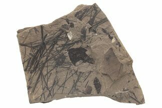 Fossil Leaves (Betula, Pinus sp) - McAbee, BC #221137