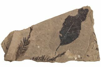Fossil Leaf (Fagopsis, Metasequoia sp) Plate #221186