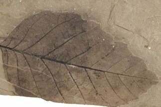 Fossil Leaf Plate (Fagus sp) - McAbee Fossil Beds, BC #221195
