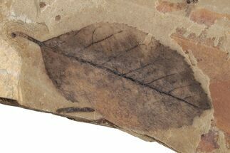 Fossil Leaf (Betula) - McAbee Fossil Beds, BC #221196