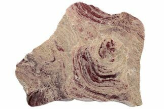 Polished Domal Stromatolite Slab - Billion Years Old #221459