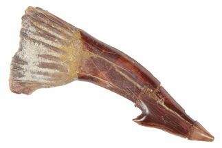 Fossil Sawfish (Onchopristis) Rostral Barb - Morocco #219890