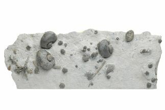 Plate Of Gastropods, Brachiopods, Etc - Waldron Shale, Indiana #221644