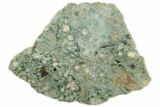 Polished Rainforest Jasper (Rhyolite) Slab - Australia #221932