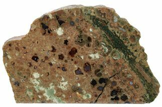 Polished Rainforest Jasper (Rhyolite) Section - Australia #221935