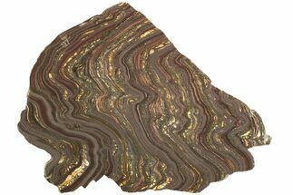 Polished Tiger Iron Stromatolite Slab - Billion Years #221833