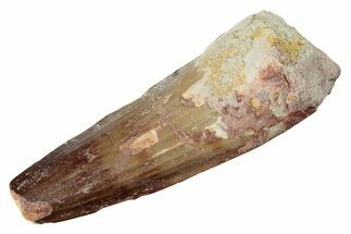 Fossil Spinosaurus Tooth - Real Dinosaur Tooth #221331
