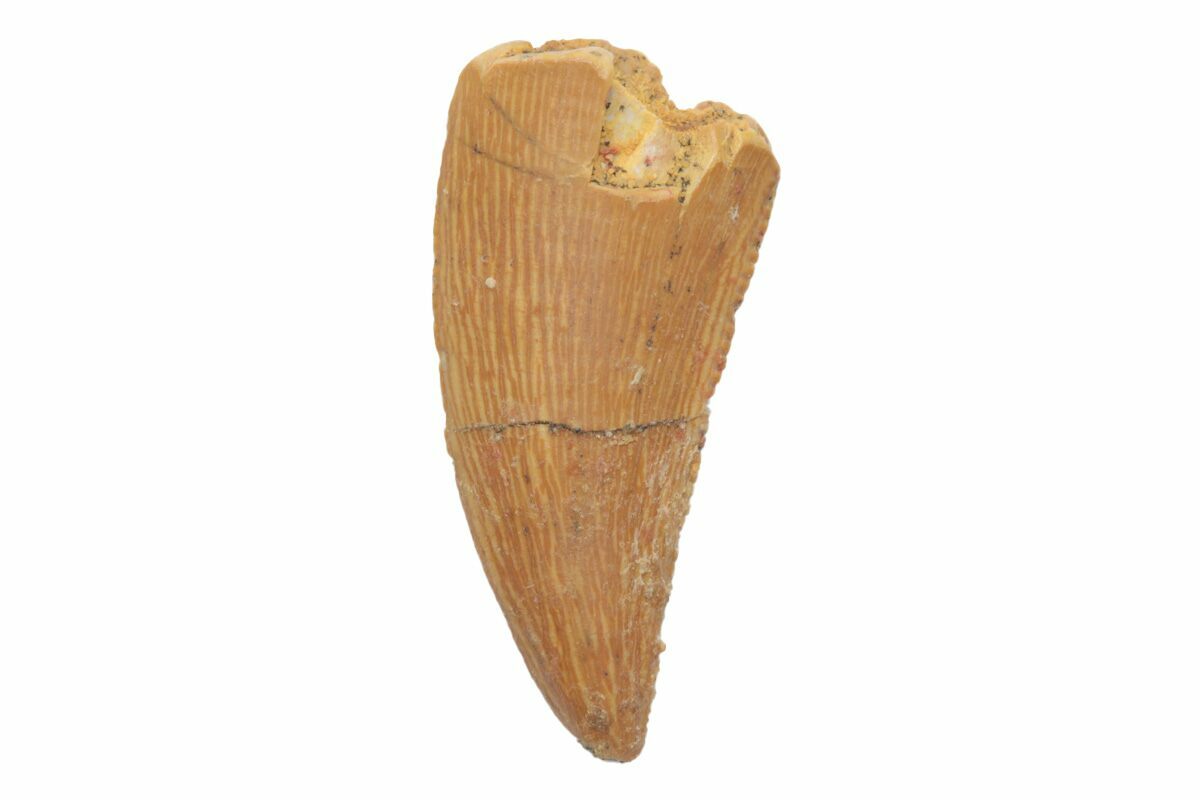 Serrated, .71" Raptor Tooth Real Dinosaur Tooth (219640) For Sale