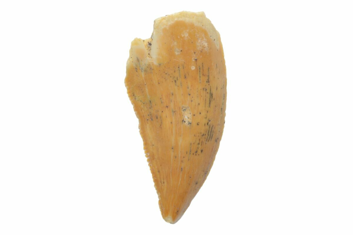 Serrated, .7" Raptor Tooth Real Dinosaur Tooth (219645) For Sale