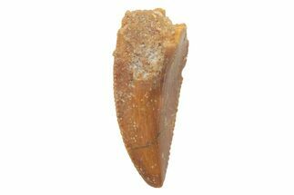 Serrated, Raptor Tooth - Real Dinosaur Tooth #219654