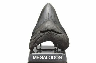 Fossil Megalodon Tooth - South Carolina #221717