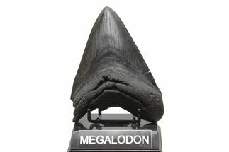 Huge, Fossil Megalodon Tooth - South Carolina #221721