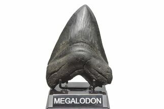 Serrated, Fossil Megalodon Tooth - Huge River Meg #221789