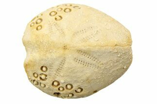 Miocene Echinoid (Lovenia) Fossil - Australia #218217