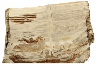 Polished Oligocene Petrified Wood (Pinus) - Australia #221119