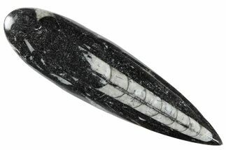 Polished Fossil Orthoceras (Cephalopod) - Morocco #216186
