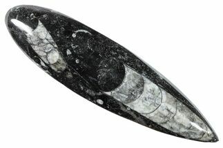 Polished Fossil Orthoceras (Cephalopod) - Morocco #216218