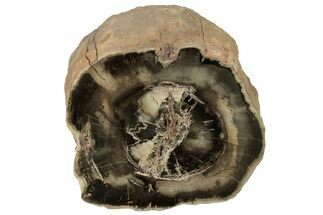 Wide Triassic Woodworthia Petrified Log - Zimbabwe #222167