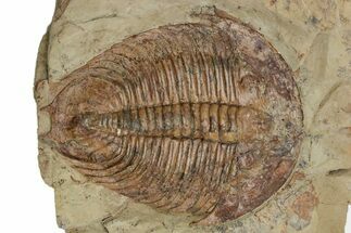 Ordovician Trilobite (Dikelokephalina) - Excellent Preservation #222355