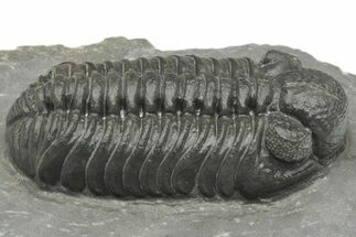 Phacopid (Adrisiops) Trilobite - Jbel Oudriss, Morocco #222396