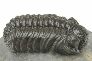 Phacopid (Adrisiops) Trilobite - Jbel Oudriss, Morocco #222405