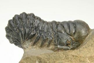 Detailed Crotalocephalina Trilobite - Atchana, Morocco #222435