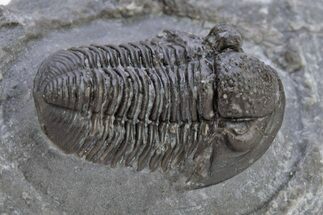 Detailed Gerastos Trilobite Fossil - Morocco #222263