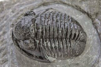 Detailed Gerastos Trilobite Fossil - Morocco #222266