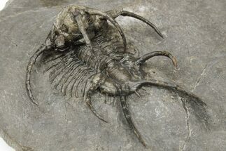 Spiny Ceratarges Trilobite - Zireg, Morocco #222267